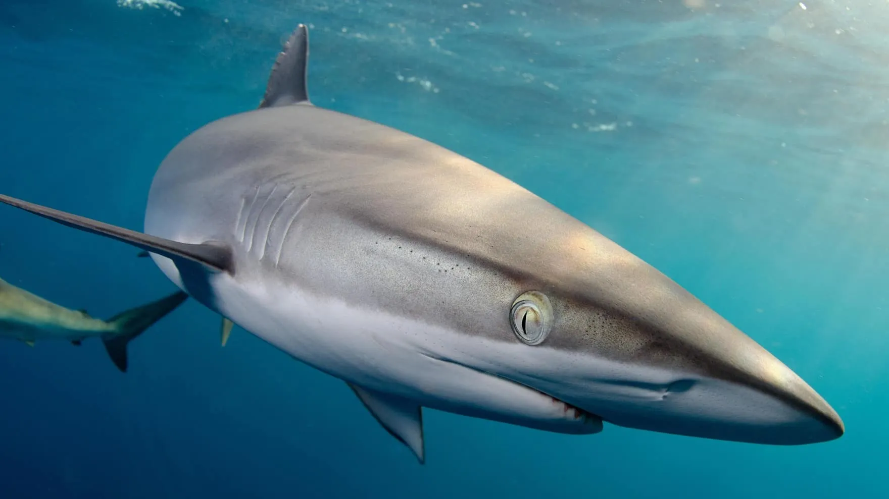 National Geographic Live: The Untold Story of Sharks